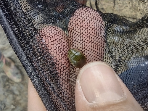 štípavka obyčajná (Ilyocoris cimicoides)