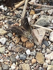 Pholisora