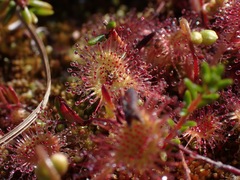 Drosera rotundifolia