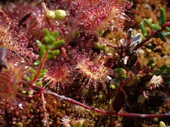 Drosera rotundifolia