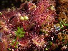Drosera rotundifolia