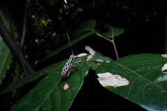 Macrochenus isabellinus