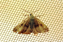 Phalaenostola eumelusalis