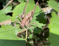 Paratlanticus ussuriensis