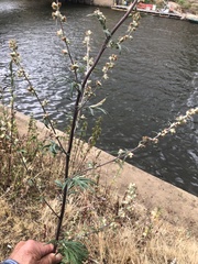 Artemisia vulgaris