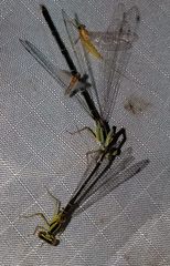 Enallagma vesperum