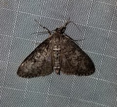 Palpita aenescentalis