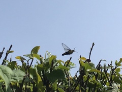 Cephonodes hylas hylas