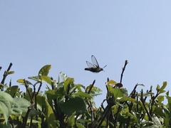 Cephonodes hylas hylas