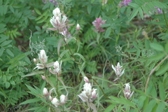 Castilleja raupii