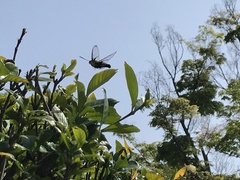 Cephonodes hylas hylas