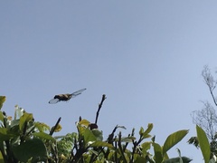 Cephonodes hylas hylas