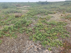 Betula pubescens pumila