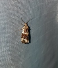 Olethreutes versicolorana