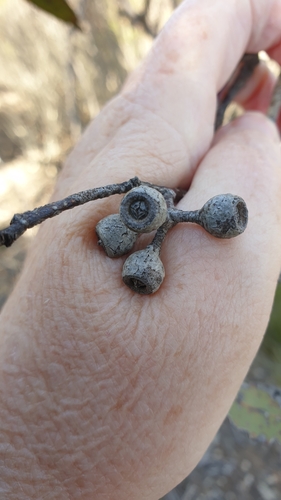 Image of Eucalyptus socialis by (c) Rosalie Lawrence, some rights reserved (CC BY)
