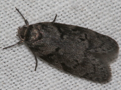 Ericrypsina chorodoxa