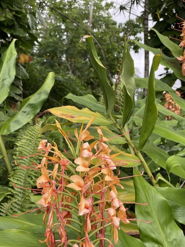 Hedychium coccineum observed 2022-07-15