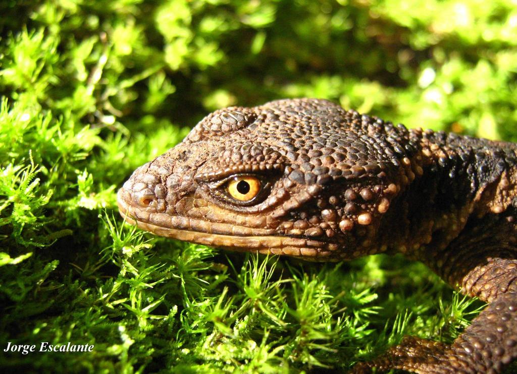 Knob-scaled Lizard