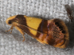 Eupselia tristephana