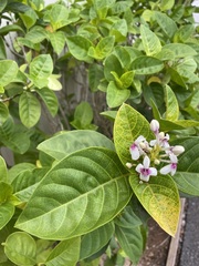 Graptophyllinae