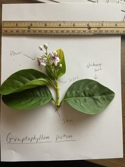 Graptophyllinae