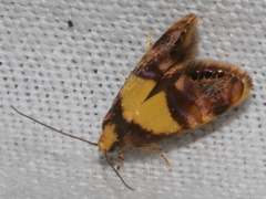 Eupselia tristephana