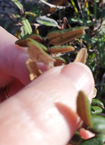 Image of Correa backhouseana by (c) Rosalie Lawrence, some rights reserved (CC BY)