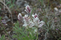 Castilleja raupii