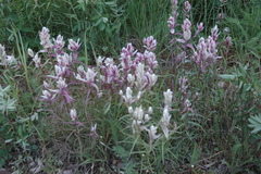 Castilleja raupii