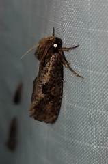 Acrolophus popeanella