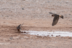 Petrochelidon pyrrhonota melanogaster