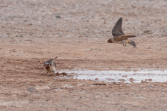 Petrochelidon pyrrhonota melanogaster