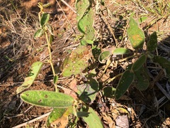 Sida hackettiana