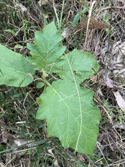 Solanum chrysotrichum