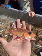 Sebastes chlorostictus