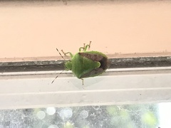 Plautia stali