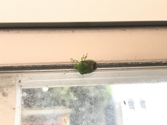Plautia stali