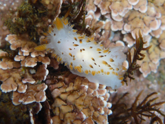 Crimora coneja