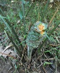 Macrozamia lucida