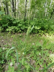 Phleum pratense nodosum