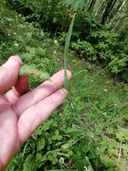 Phleum pratense nodosum