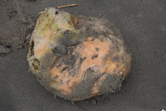 Physeter macrocephalus