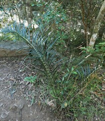 Macrozamia lucida