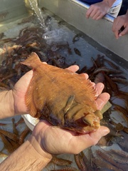Pleuronichthys verticalis