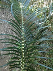 Macrozamia lucida