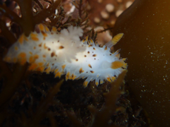 Crimora coneja