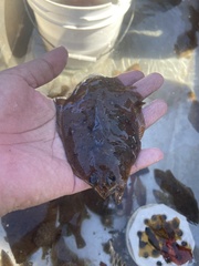 Citharichthys sordidus