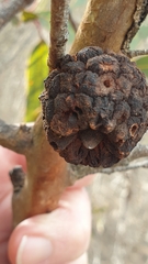 Apiomorpha strombylosa