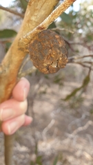 Apiomorpha strombylosa