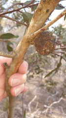 Apiomorpha strombylosa